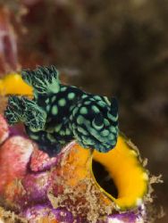 'What's in it?' from Lembeh. Taken with Olympus E-20 in T... by Istvan Juhasz 